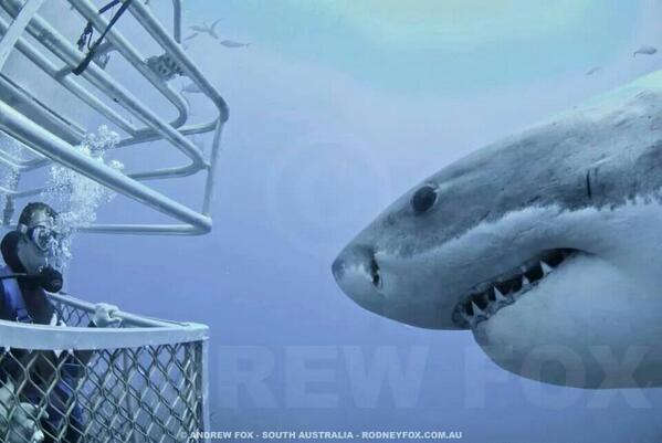Shark_Toothday's tweet photo. Great White shark.  Epic proportions. http://t.co/s8s8RwFqH3
