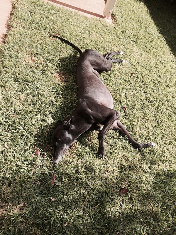 Rylees_Enforcer's tweet photo. Such a nice day here in Swan Hill so I thought id work on my sun tan!🐾 http://t.co/acspAX7Kjt