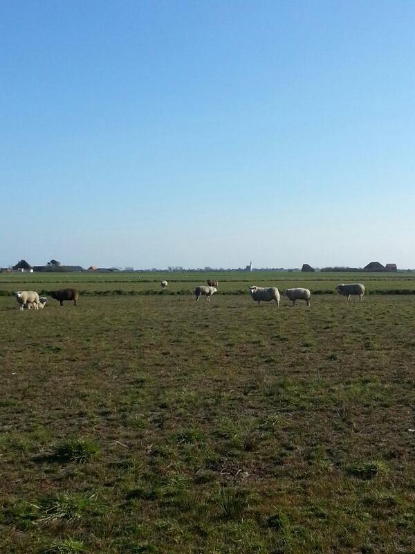 CranberryTexel's tweet photo. Prachtig weer voor een werkbezoek aan de cranberry's welkom @JaapBond http://t.co/98e5YdXYvQ