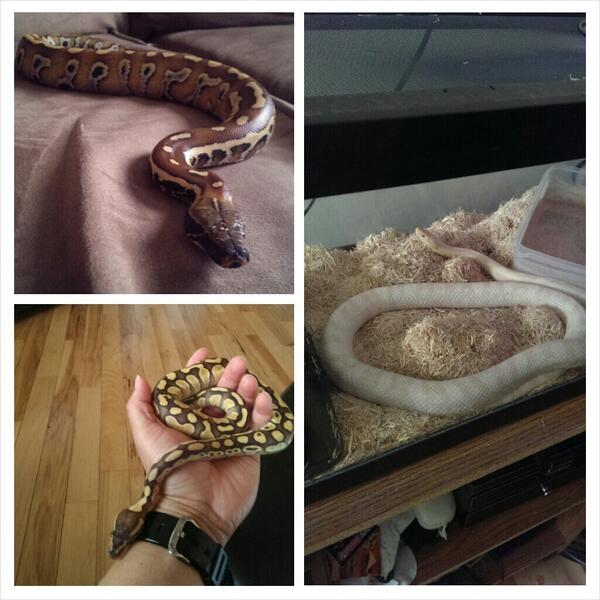 HarlnWorld's tweet image. The three coldblooded ones... #bloodpython #butterballpython #albinoghostcorn