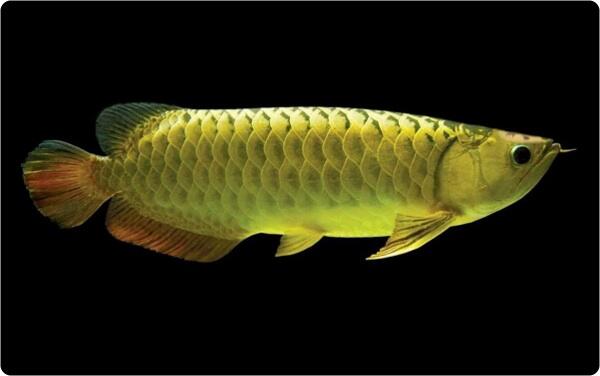 nue39's tweet photo. iPhone・iPadアプリ 未確認生物飼育キット『人面魚』 https://t.co/qNHGXRUPtb　#人面魚 http://t.co/OST85KnbU6