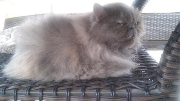 HannyShaki's tweet photo. Mi bb http://t.co/iTD9Kvxwjk