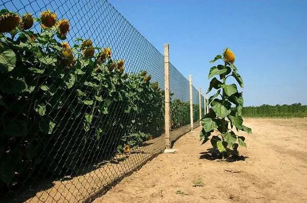 strangespring's tweet image. Rebel for Life