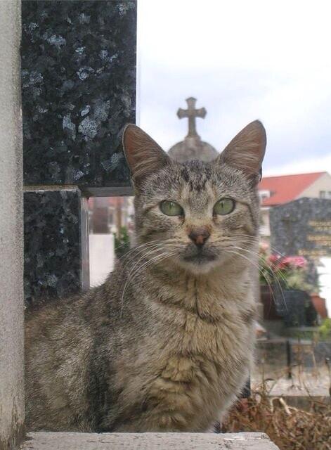 La loca de los Gatos  - Página 16 Bnq19lzIUAAoD2N