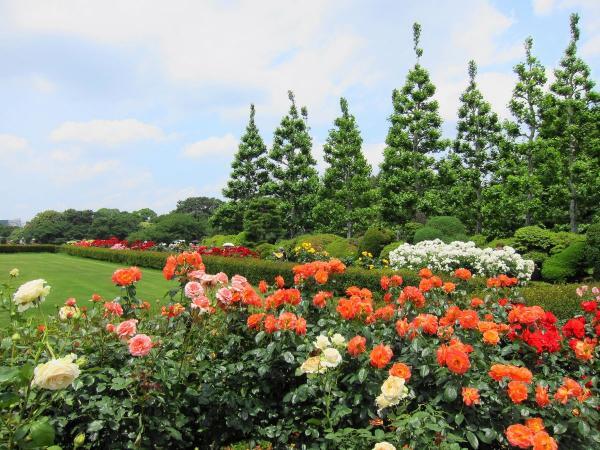 트위터의 Y Mobile ワイモバイル 公式 님 日本庭園 イギリス式庭園 フランス式庭園が楽しめるのが 新宿御苑 です 現在 フランス式庭園ではバラが咲き始めているようです 新宿御苑の周辺でもイー モバイルの通信サービスをご利用いただけます Http T Co