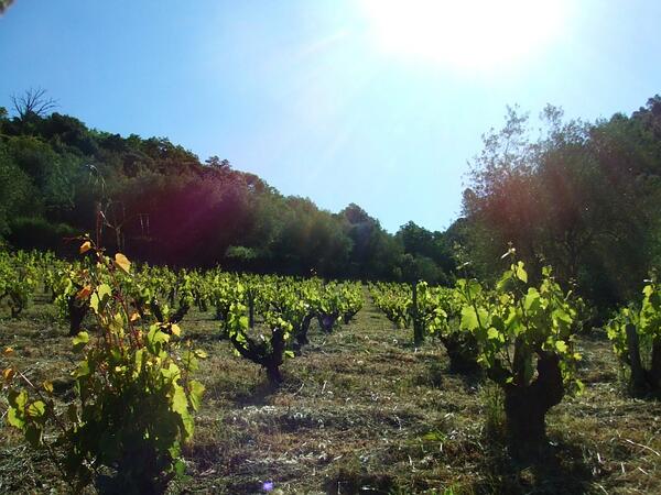 un petit pas pour l'humanité ... un grand pas pour nos #vignes en 2014: début du fauchage dans le Mourvèdre
