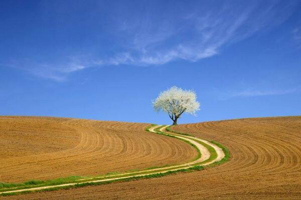 Gabriele_Corno's tweet image. Path by Norbert Senser #CGE #Spring #sakura