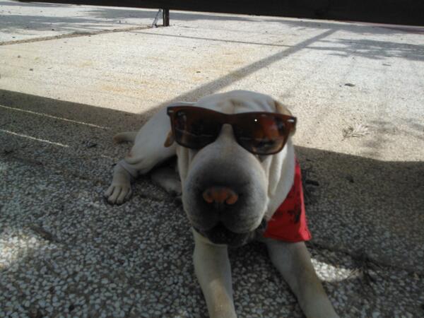 MatuSurf07's tweet photo. Tantas perras que me quieren pero solo una me ama ;) http://t.co/yl65RKp9LZ