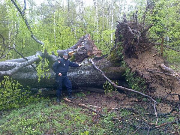juznevesti's tweet photo. “Tornado” pogodio crnotravsko selo - čupao ogromna stabla, borovi prelomljeni na pola.. 

http://t.co/Dl4I1av3Tm http://t.co/cXVw3Cqw4e