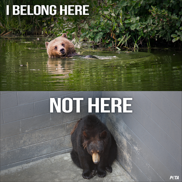 URGENT! Ranch held bear on concrete slab for 6 YEARS, tries 2 renew license.

RT &amp; STOP THEM: peta.vg/1fla