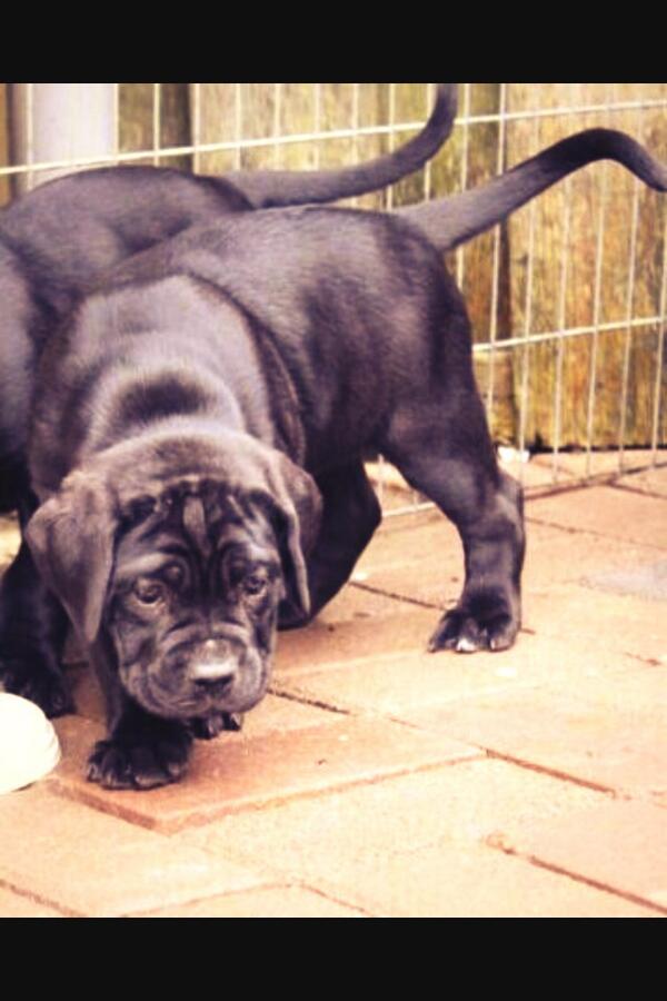 JmJansen's tweet photo. Morgen ons nieuwe huisgenootje ophalen... 😍 #kyra #canecorso http://t.co/Yr5v1IQPmR