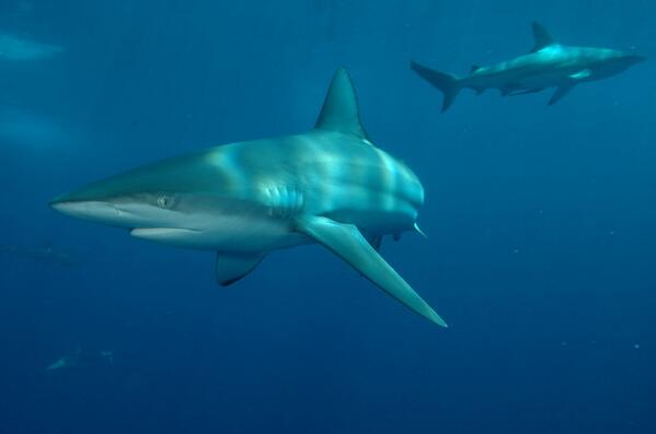 Seasaver's tweet photo. Scientists focusing on the wrong #sharks in the wrong places http://t.co/2z2i4esP3V via @ConversationEDU #overfishing http://t.co/zCWT3uXzBy