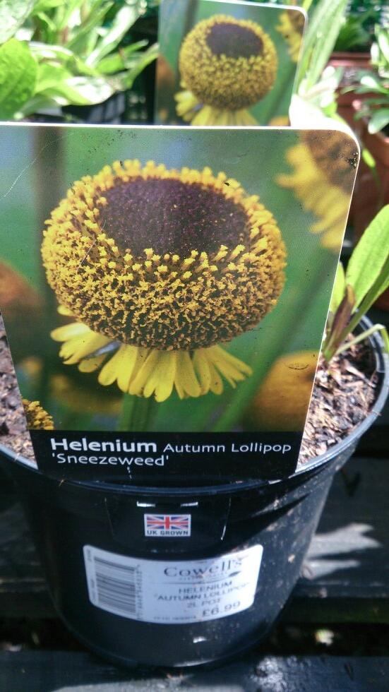 sdhorticulture's tweet photo. Wow.  Afro sneezeweed http://t.co/sTm7hD9JT4