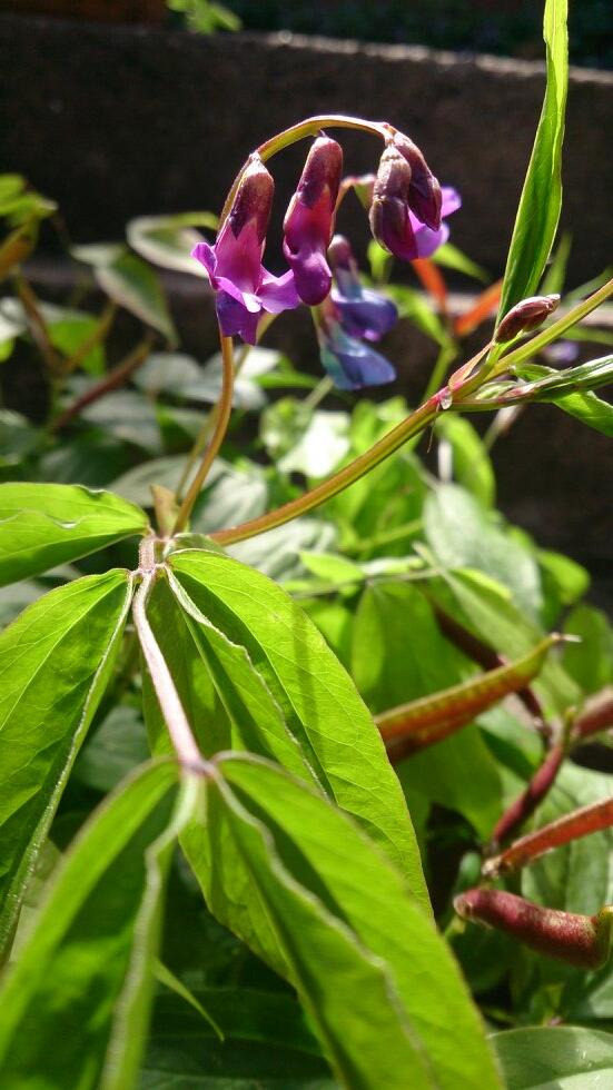 sdhorticulture's tweet photo. A lathyrus that we have just got for a client.  Beautiful http://t.co/Y8eSbk6bbQ