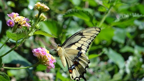 kengioeli's tweet photo. Giant swallowtail. Celebrate Bug Week. #UFBugs @UF_IFAS photo by Ken Gioeli #floridamasternaturalists are awesome! http://t.co/9zqVqKKN9i