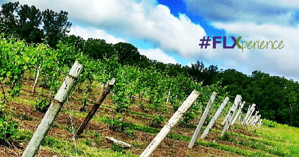 VisitFLX's tweet image. Share your #FLXperience on Instagram and you could win prizes. Visit bit.ly/FLXperience to learn more.
