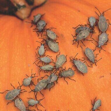 mightymaxcarts's tweet photo. How to get rid of squash bugs and companion plants to discourage them #gardening - http://t.co/Zv0aXd27WR http://t.co/Cey3SCBYFE