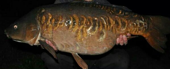 Over 30lbs of linear #Norfolkcarp
Norfolk/Suffolk border lake
#carp
#carpfishing
#carpcrew