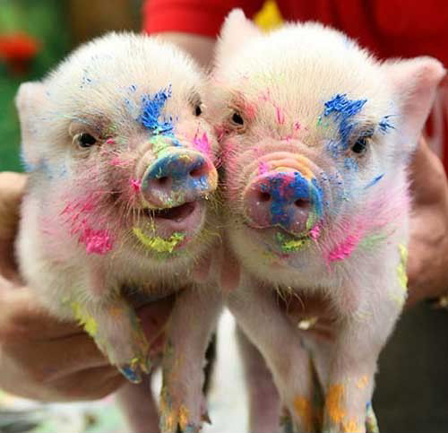 cuteanimalfnds's tweet photo. These cute little piglets love to play in the paint! http://t.co/O8Iws3lxEJ