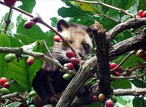 BooknDeal's tweet photo. Bali Luwak Coffee Plantation: Heaven for Coffee Lover  http://t.co/HKehI1hW73 http://t.co/elknyQRdYr