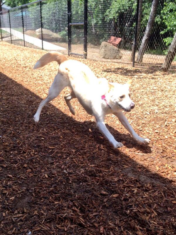OpKindKennels's tweet photo. Into #yoga ? So is Gracie! #DownwardDog #dogs #dogsofinstagram #RescueAnimals #animals http://t.co/Asmf2l4Gk4