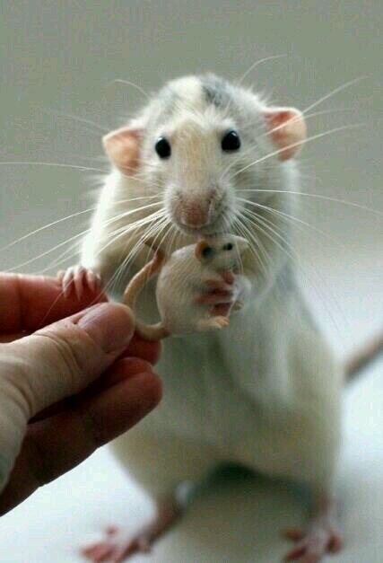 animaldc7's tweet photo. http://t.co/md5LgqCZYq