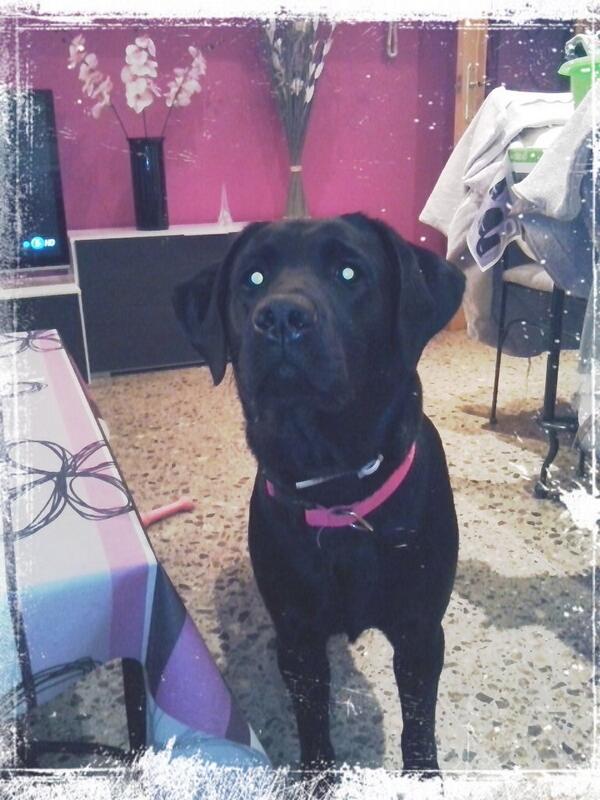 NalaTeam's tweet image. Nala y yo nos vamos a dormir que mañana va a ser un dia muuuuyyy largo, #buenasnoches!!