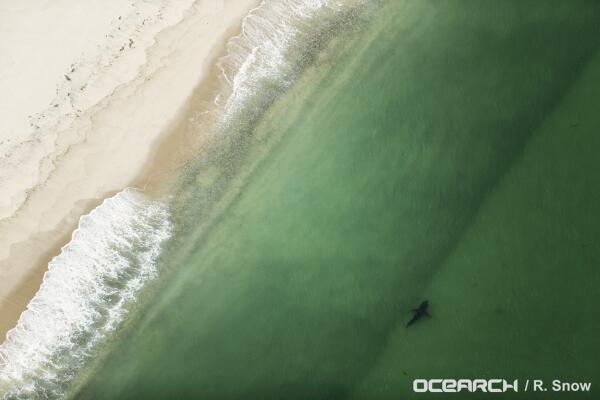 OCEARCH's tweet photo. #ThrowbackThursday An aerial shot from #ExpeditionCapeCod. The day of Katharine's tag &amp; release (8/19/13). http://t.co/hnaDgHZIx5