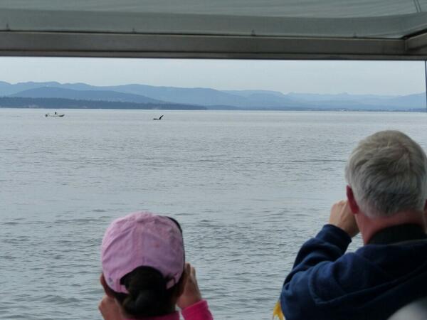 We're currently with Transient Orca! Also,  the center for whale research is on sight!