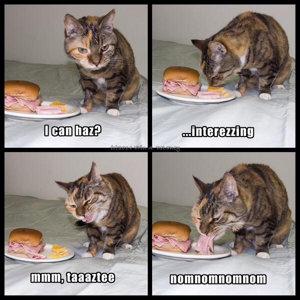 87ead's tweet photo. Lunch with #furbaby Skittles, ham & cheese. #Tasty #NomNom #InternetNeedsMoreCats http://t.co/3c27hUAkGq