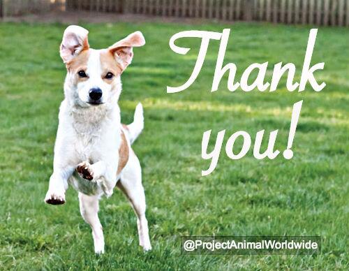 ProjectAnimalW's tweet photo. Thank you for supporting #SpiritoftheSato in the American @OnlineFilmAward! We're anxiously awaiting the results! http://t.co/beyDiWA03f