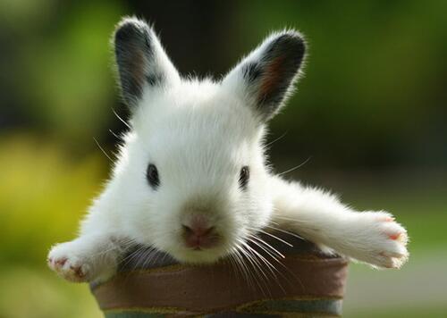 cuteanimalfnds's tweet photo. Once you pop, you can’t.. cute! #myfirstTweet http://t.co/VuqATLUBxR