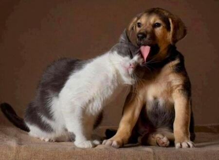 cuteanimalfnds's tweet photo. Let me lick you some more on the head, baby. 
Meow~ http://t.co/o7PFcHb70R