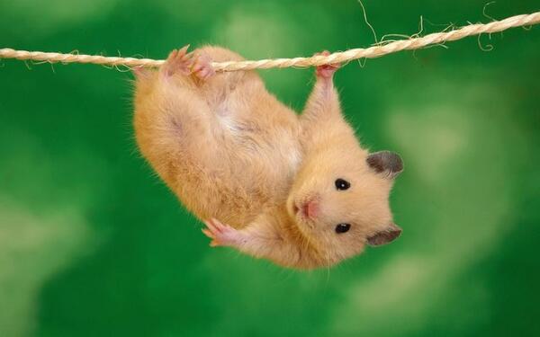 cuteanimalfnds's tweet photo. Hey, look at me! I’m a great daredevil! http://t.co/GPAkQ98b8g