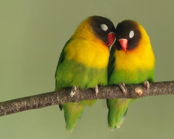 cuteanimalfnds's tweet photo. Hey you two lovebirds, get a room! http://t.co/3nIVjOqbaW