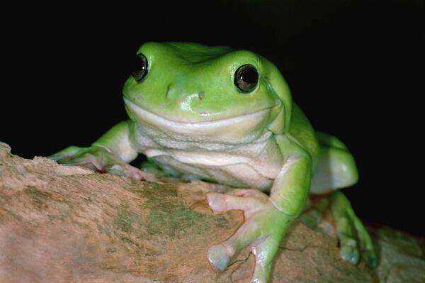 cuteanimalfnds's tweet photo. I’m one handsome looking frog. http://t.co/xZVrvkWMZH
