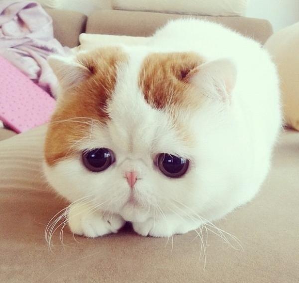 cuteanimalfnds's tweet photo. I am not a pillow. I repeat, I am not a pillow. 
저는 베개가 아니에요! http://t.co/0ErDxp2q0i