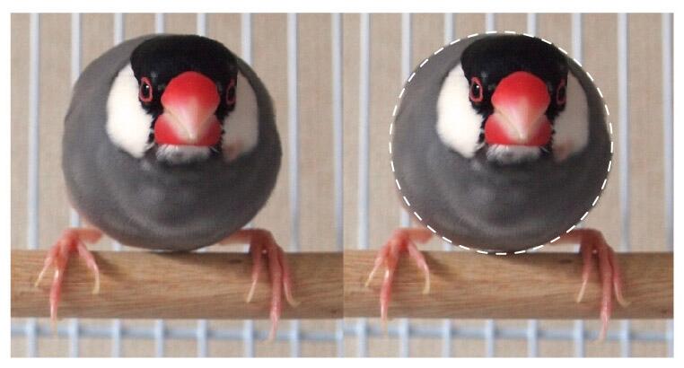 文鳥かわいい 文鳥がものすごく丸いなぁ と思って正円を描いてみたらほぼピッタリだったので感動しています Http T Co Put2srdgpm 文鳥かわいい 文鳥がものすごく丸いなぁ と思って正円を描いてみたらほぼピッタリだったので感動しています Http T Co Put2srdgpm