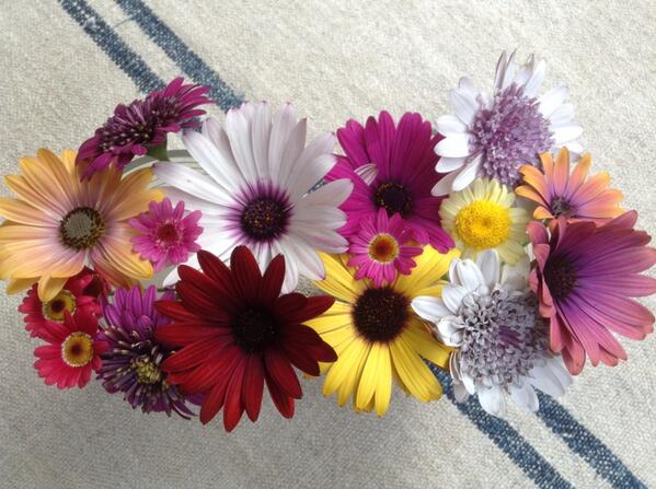 Some of the 'Summer Colour' we are hiding this winter. They will be available in two months time.