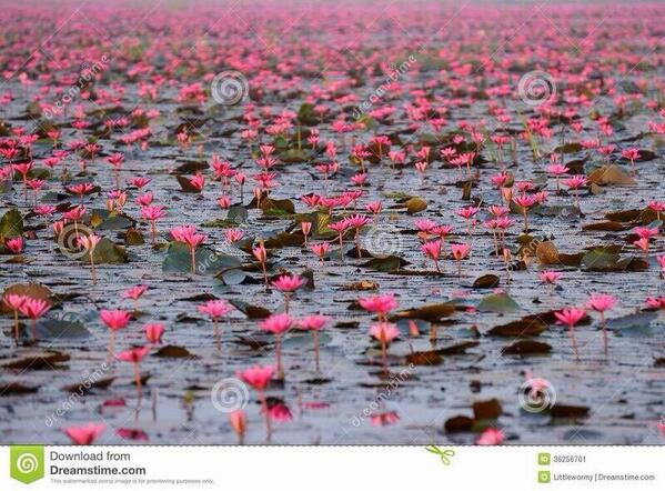 VimalSana9's tweet image. A BIG LOTUS WILL FLOAT ON SHRADHEY GANGA! :) #ModiAt7RCR
@BJP4India @BJPSamvadHP @CTRavi_BJP @anupamtr @nilessh_desai