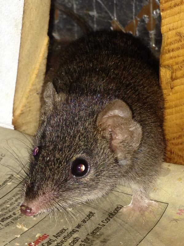 WombatOnPatrol's tweet image. An hour spotlighting for 1 ringtail sighting. I can see more animals than that in the kitchen. #antechinus. #WildOz