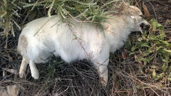 David_Bodega's tweet image. El veneno mata a muchos animales de compañía.Denuncialo!!! venenono.org/?page_id=2116 @AidaGascon @SPAPmadrid @SOSGalgos