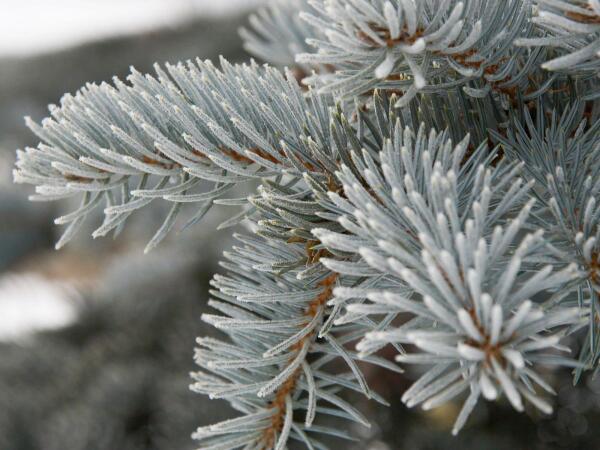 WorldInterestin's tweet photo. Иней http://t.co/7Z5EXVyskV