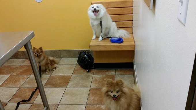 Holy shit this was a task bringing them in here! http://t.co/Pnu5HCaQeq<a href="/tag/fuckbeingsick"class="tags"><span>#fuckbeingsick</span></a>
