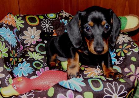 Hotel Bystrina (@hotelbystrina) on Twitter photo 