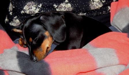 Our new lovely hotel pet. Help us to name our cutie. Thanks :)))