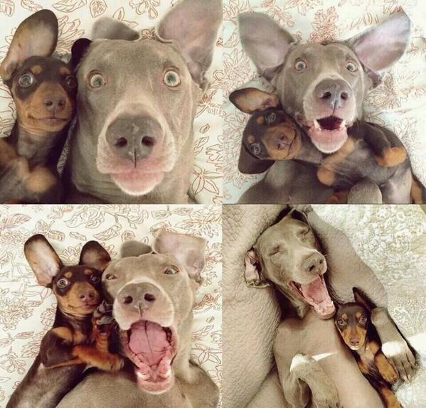 _Paisajes_'s tweet photo. Oye vamos a tomarnos unas selfies para Twitter... http://t.co/HRaICpRaru