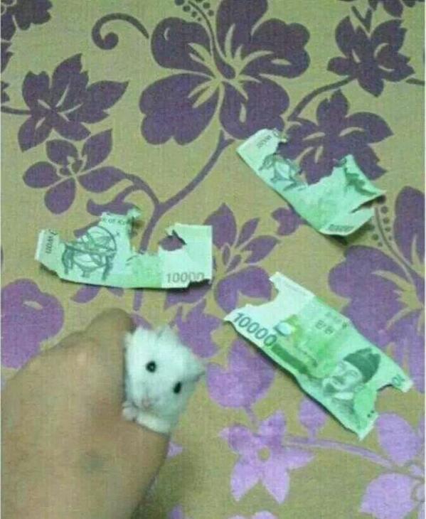 loveddcafe's tweet image. 햄스터의만행ㅠㅠ