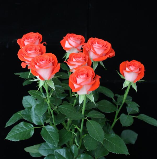DeRuiterKenya's tweet photo. ZADIQUE; a spray-rose from Kenya, will also be on display during the IFTEX 2014 in Nairobi http://t.co/fCkwRTvZqa