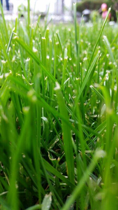 Quilladin's tweet image. Grass looks cool if you look hard enough at it! Makes me feel bad for stepping all over it! #Nature